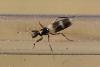Tachydromia sp.